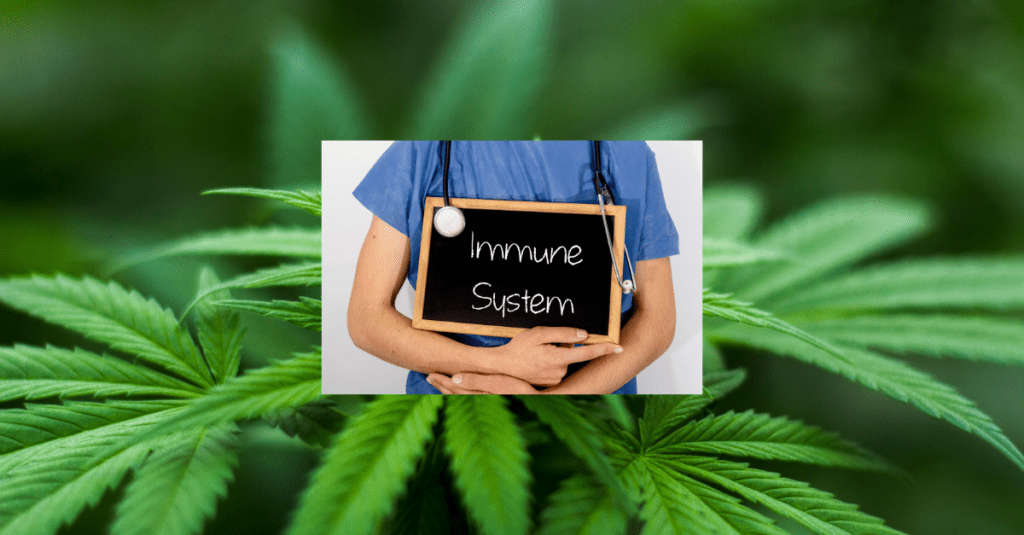 Does CBD help with immune system?, #1 USA Cannabidiol Blog Does CBD help with immune system?, #1 USA Cannabidiol Blog