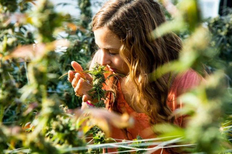 What Are Cannabis Terpenes and How Do They Enhance Cannabis?