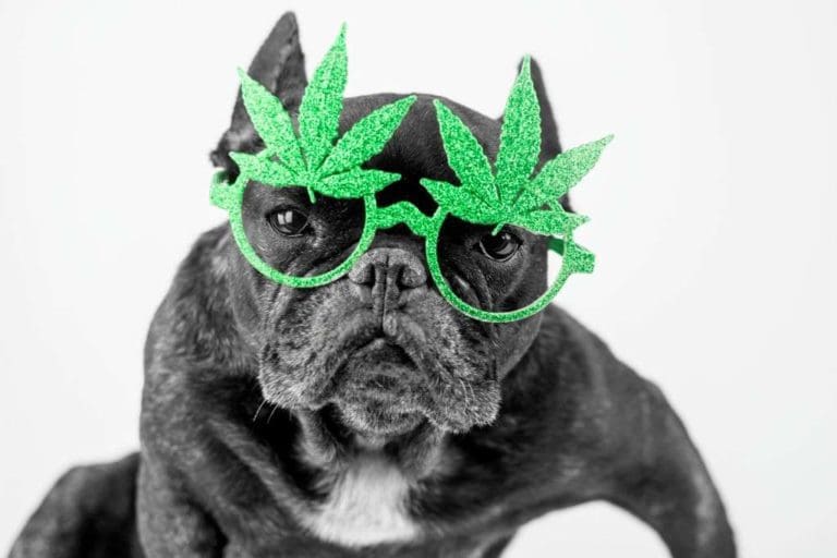 CBD for Pets – Benefits and All You Need to Know