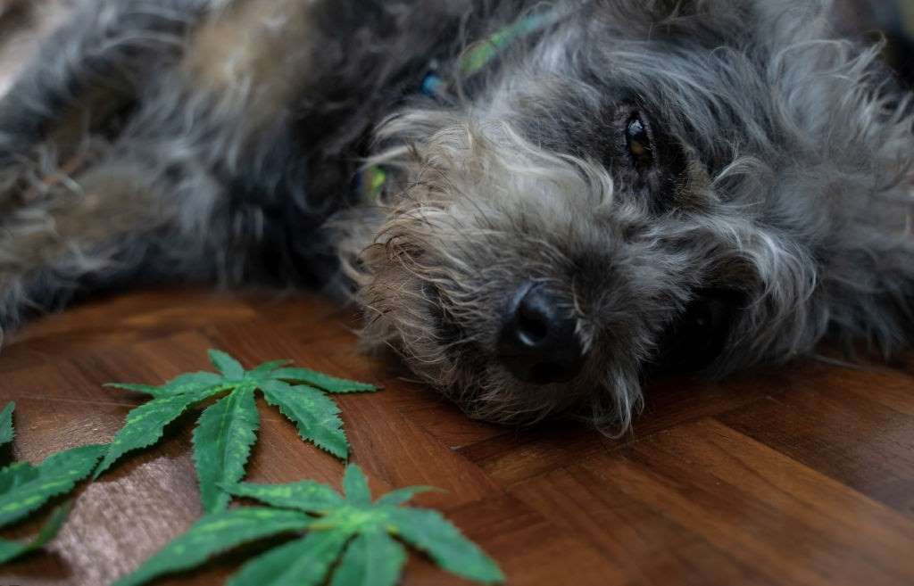 CBD for Pets – Benefits and All You Need to Know, #1 USA Cannabidiol Blog cbd-for-dogs