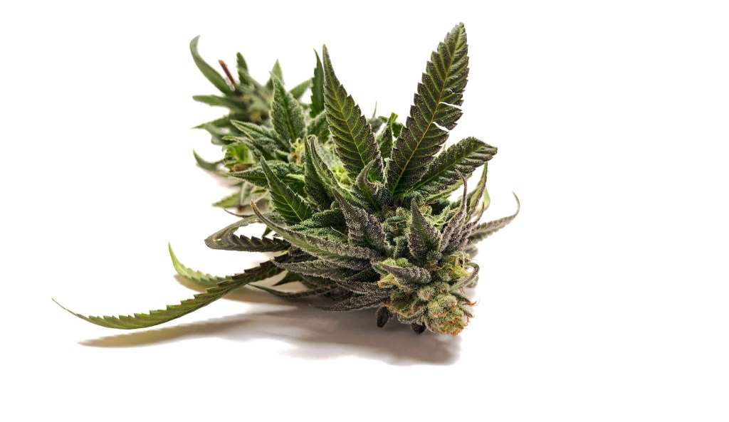 Cannabis Entourage Effects – How CBD & THC Work Together, #1 USA Cannabidiol Blog Cannabis Entourage Effects, Cannabis Entourage Effects – How CBD & THC Work Together, #1 USA Cannabidiol Blog