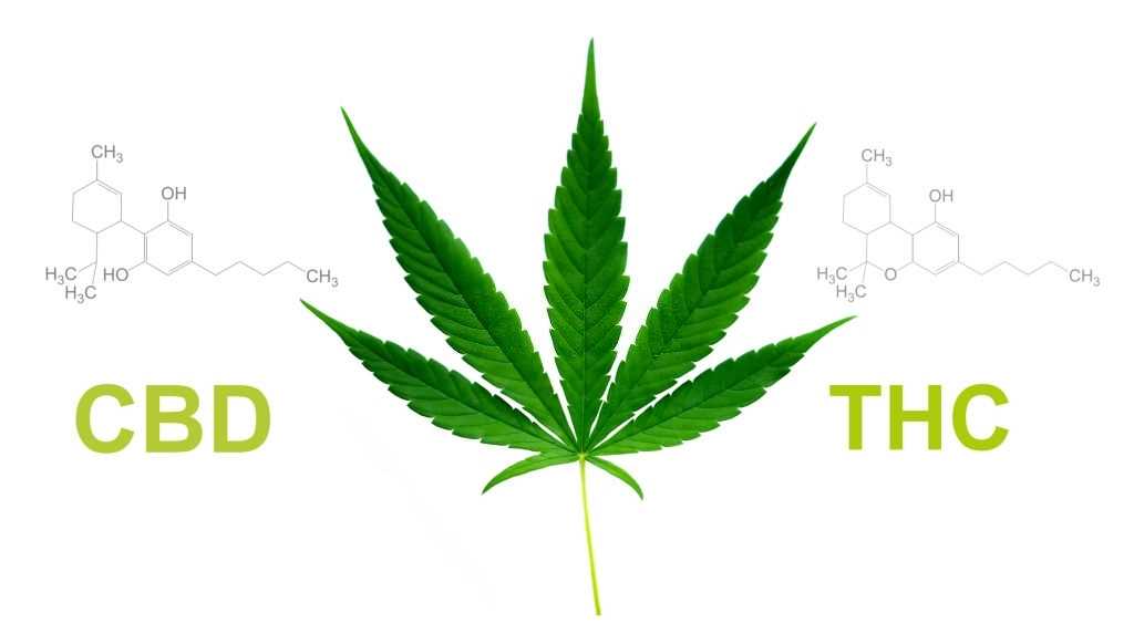 CBD Tolerance – Can You Build Up A Resistance Over Time?, #1 USA Cannabidiol Blog CBD Tolerance, CBD Tolerance – Can You Build Up A Resistance Over Time?, #1 USA Cannabidiol Blog