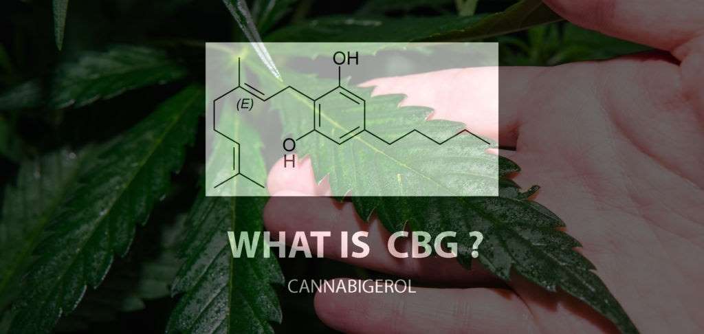 CBD VS CBG – What’s the Difference Between these Cannabinoids?, #1 USA Cannabidiol Blog CBD VS CBG, CBD VS CBG – What’s the Difference Between these Cannabinoids?, #1 USA Cannabidiol Blog