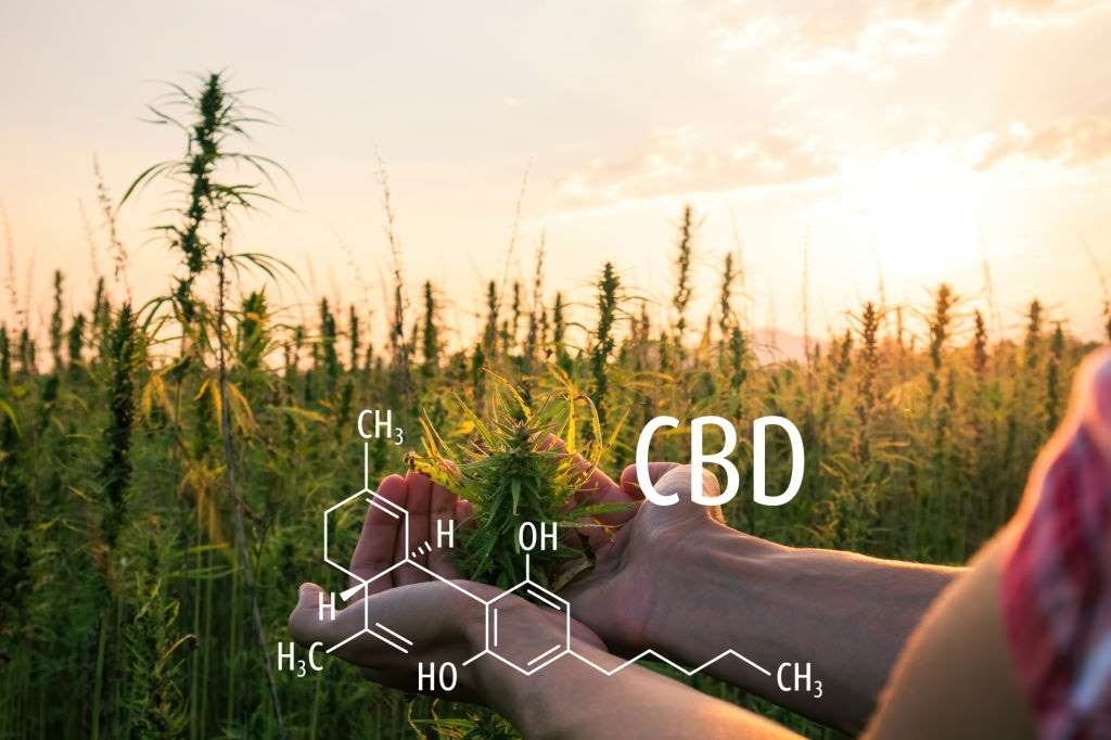 CBD for Pancreatitis: Research and Efficacy, #1 USA Cannabidiol Blog CBD for Pancreatitis, CBD for Pancreatitis: Research and Efficacy, #1 USA Cannabidiol Blog
