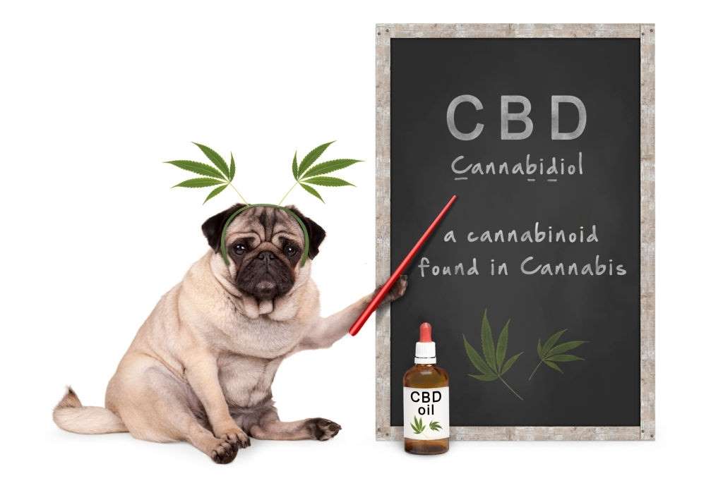 Frequently Asked Questions About CBD – Cannabidiol, #1 USA Cannabidiol Blog Frequently Asked Questions About CBD, Frequently Asked Questions About CBD – Cannabidiol, #1 USA Cannabidiol Blog